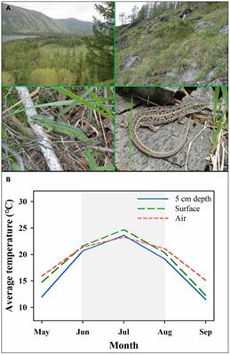 Beneficial Effects of Warming Temperatures on Embryonic and Hatchling Development in a Low-Latitude Margin Population of the High-Latitude Lizard Lacerta agilis